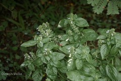 Ocimum basilicum var. basilicum